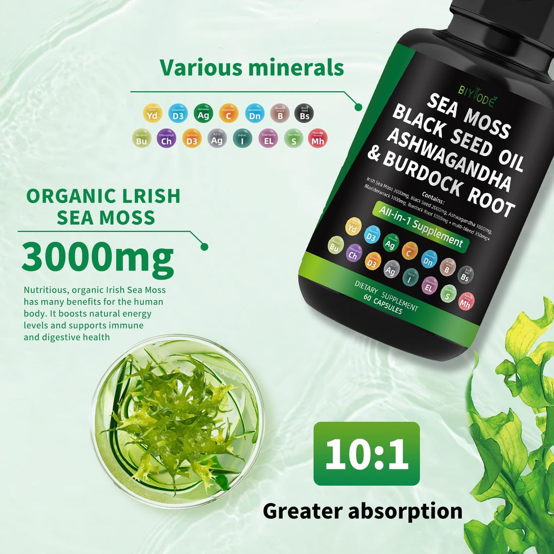 "Sea Moss capsules next to raw Irish sea moss – rich in iodine, zinc, and antioxidants."